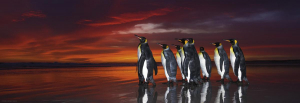 1717894847917-heyepuzzlekingpenguins1000pzanimali