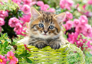 17226217303124-castorlandkitteninflowergarden500pcspuzzle500pzanimali