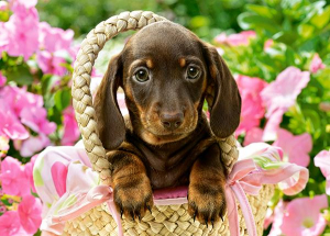 17226182377466-castorlandcutedachshund260pcspuzzle260pzfauna