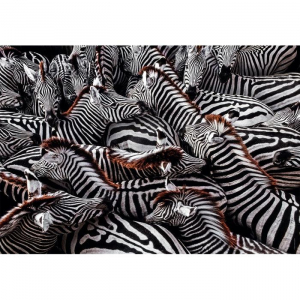 17265914365906-clementonizebrapuzzle1000pzanimali